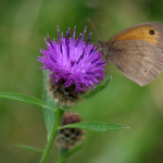 Meadow Brown Butterfly