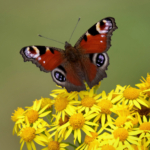 Peacock Butterfly