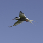 Arctic Tern In Flight