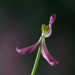 Hanging On