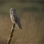 Long Eared Owl