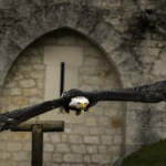 Guardian Of The Castle