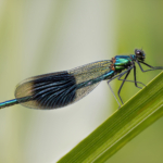 Banded Demoiselle On Reed