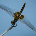 Blue Basker Teneral