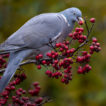 Enjoying The Berries