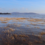 Sea Grasses