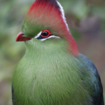 Fischers Turaco