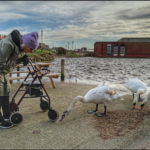 The Lady And The Swans