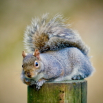 Squirrel On A Post