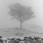 Snow And Fog