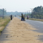Drying Rice On The Road