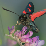 Burnet Moth Feeding On Nectar