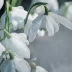 Snowdrop Time