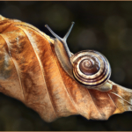 Snail On Beech Leaf