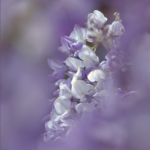 Wisteria