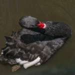 Black Swan