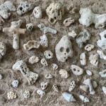 Coral Ghosts