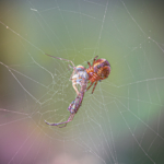 Caught In The Web