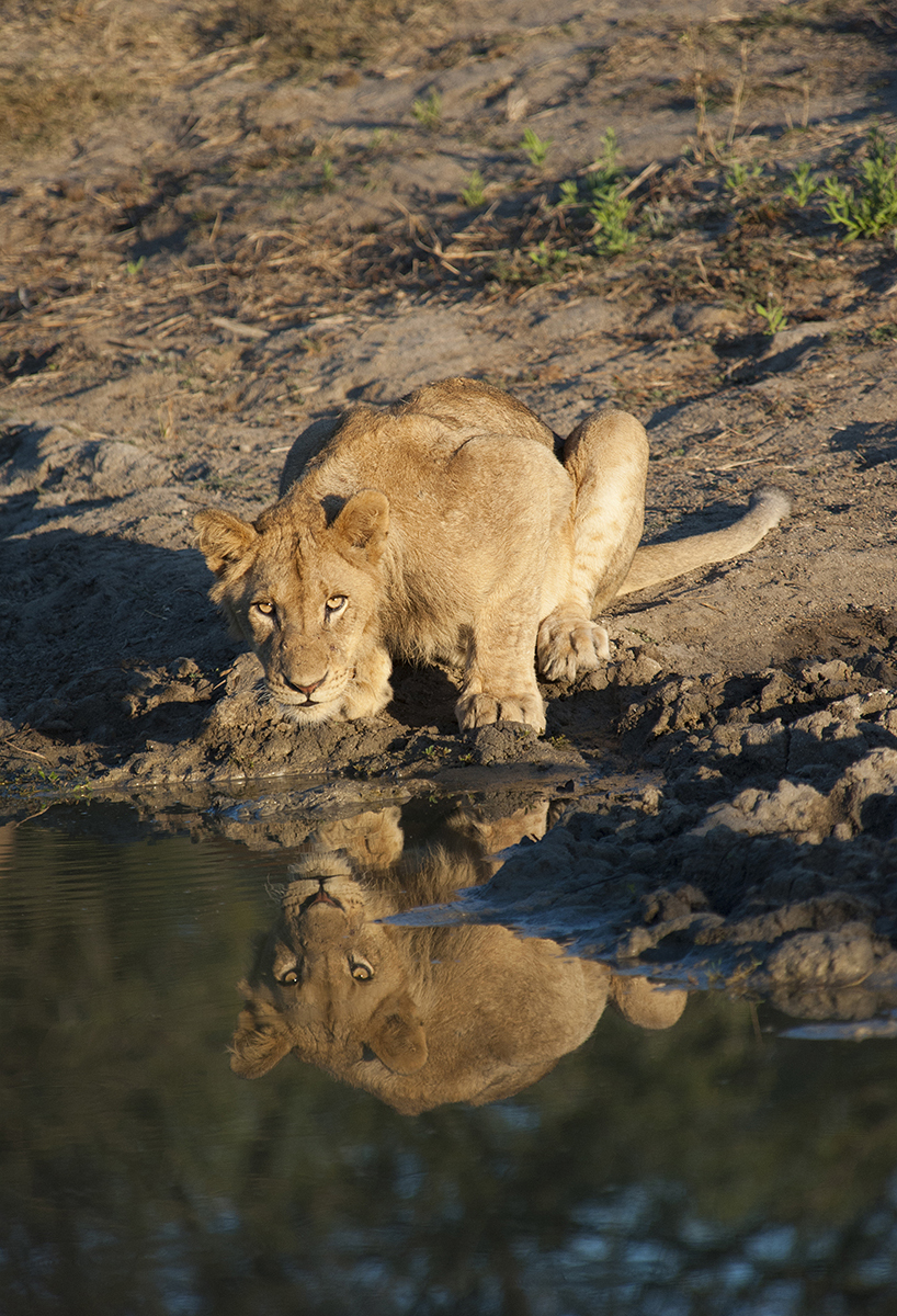 At The Water Hole - Sabre Sands by Patricia Vice