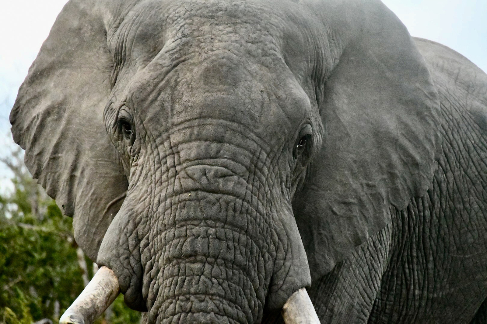 Tusker by Colin Cronin