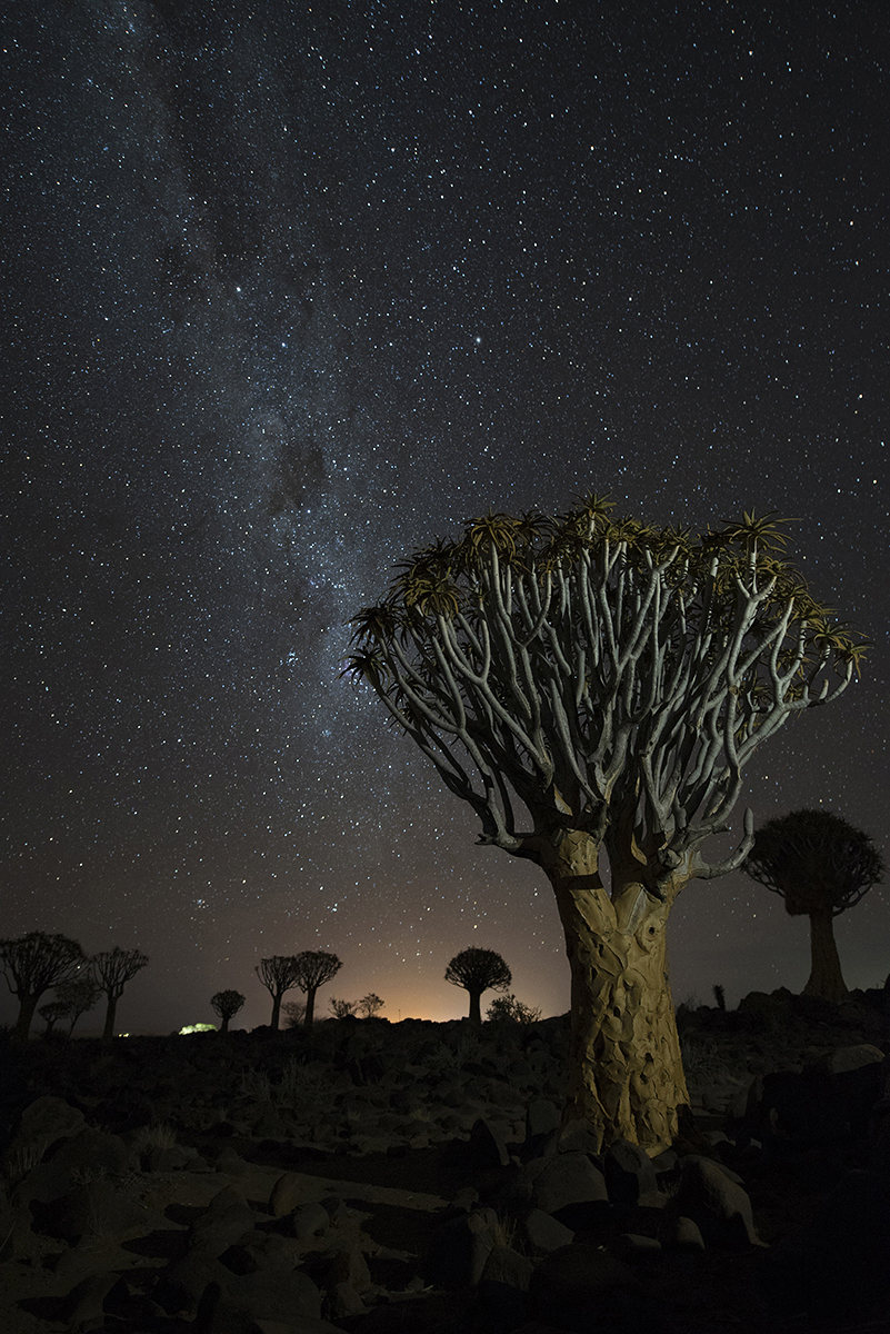 Milky Way And Quiver Tree by Patricia Vice
