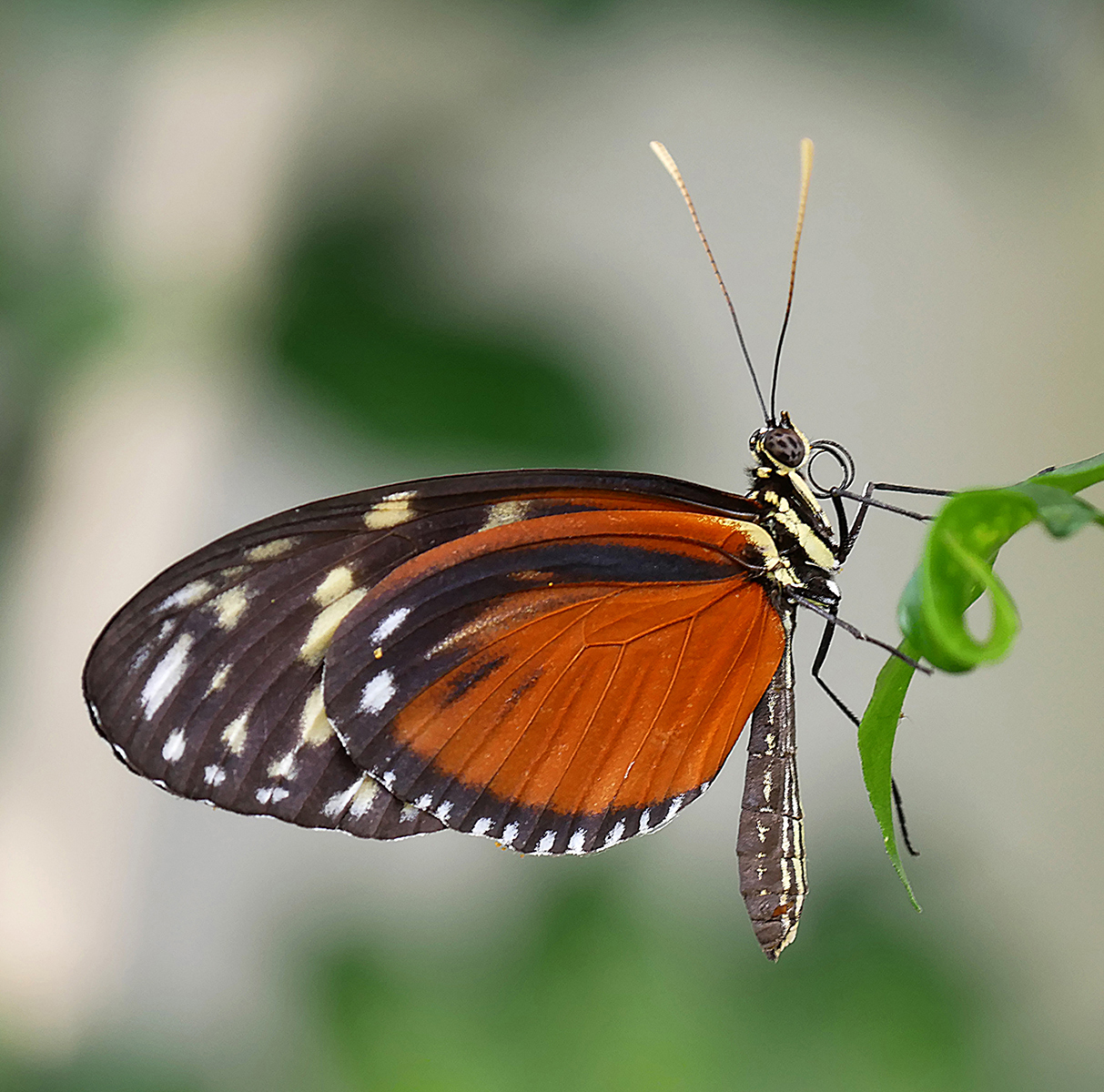 Hecale Longwing by David Broughton