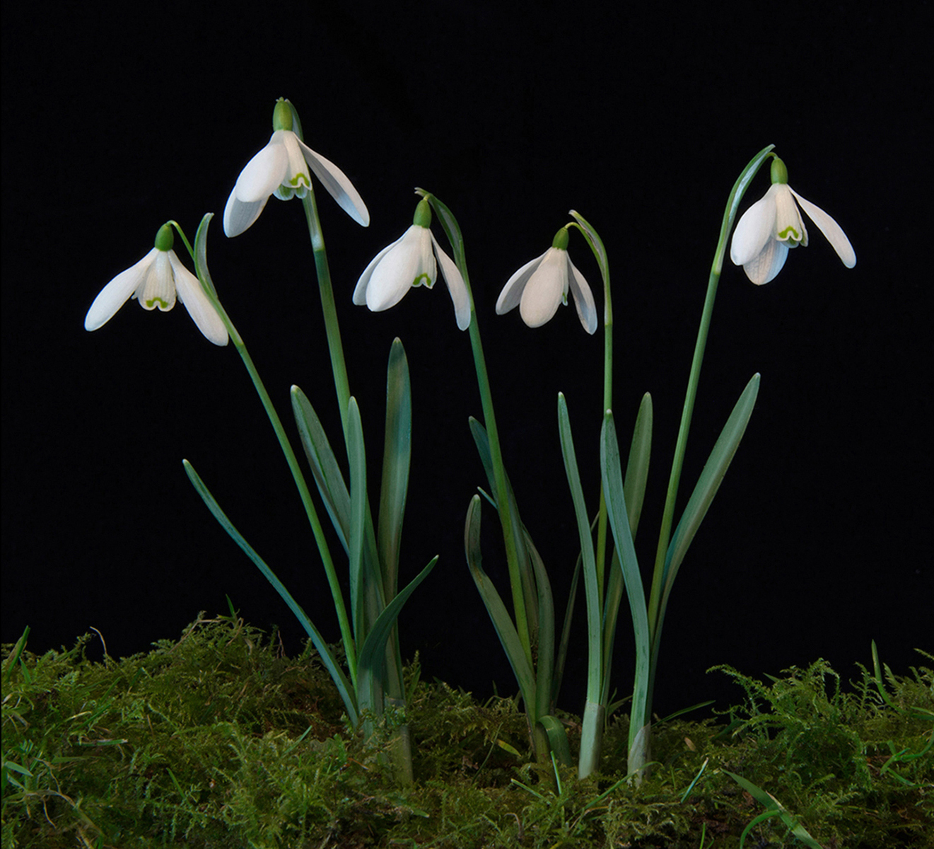 Snowdrops by Ian Mulroy