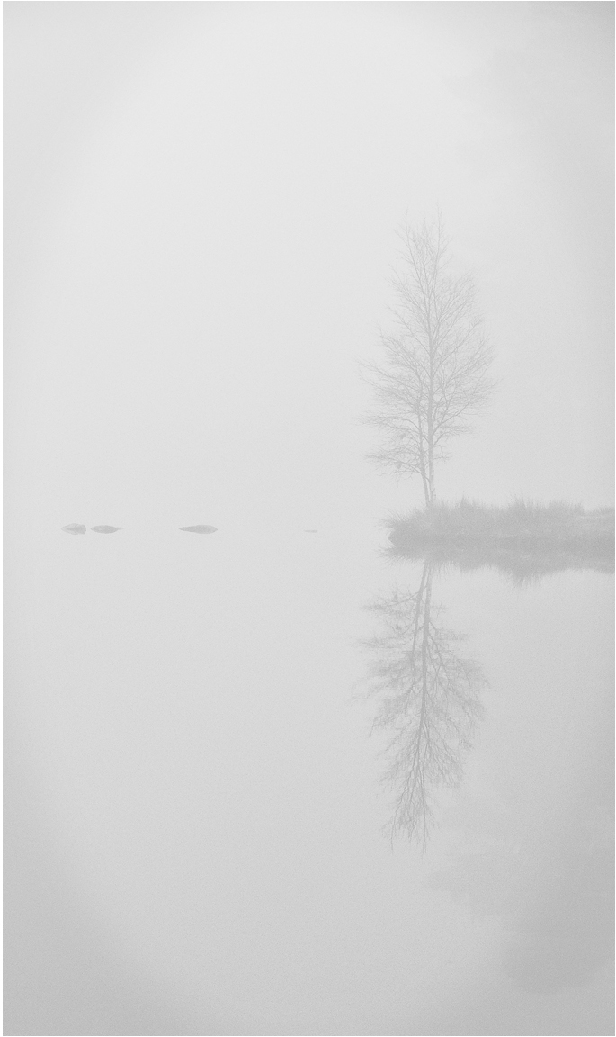Tarn Hows Tree by John Walmsley