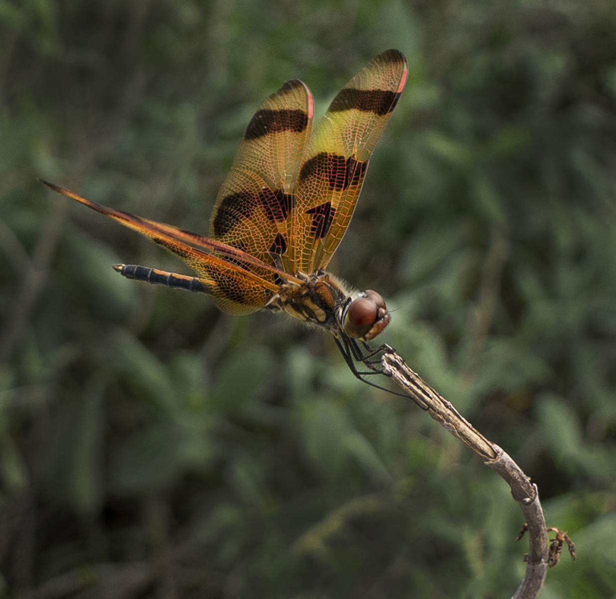 Halloween Pennant by David Broughton