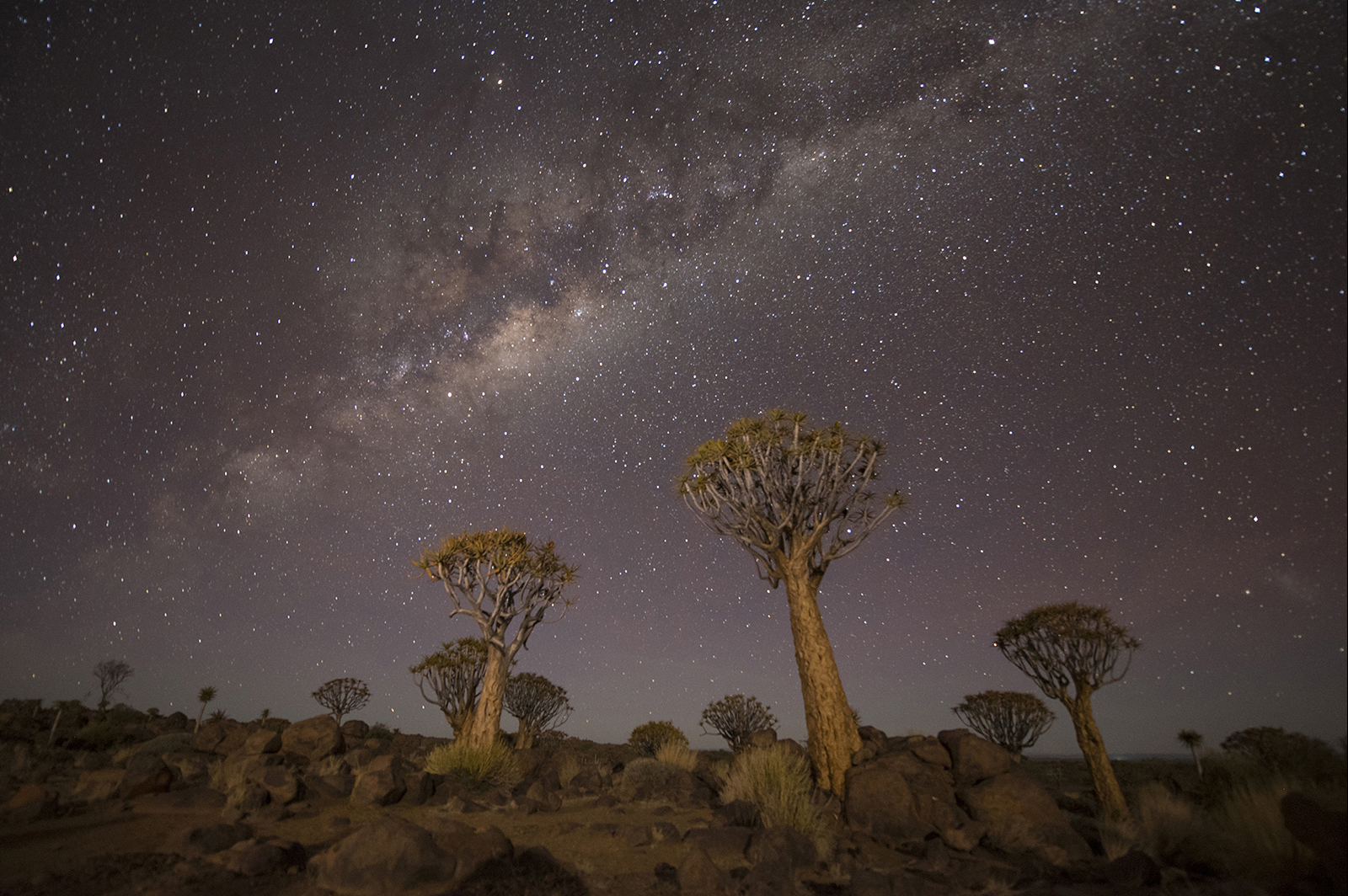 Milky Way Over Quivertrees by Patricia Vice