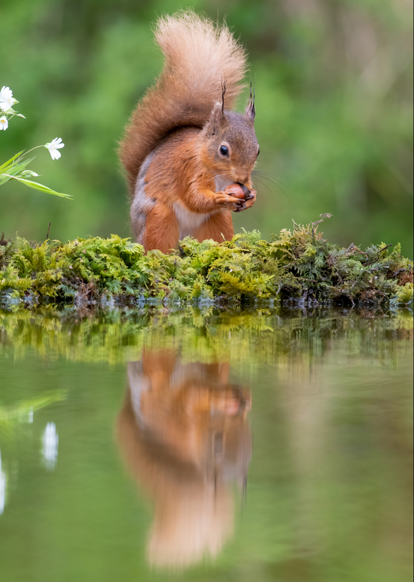 Red Squirrel Reflection by Bill Breckenridge