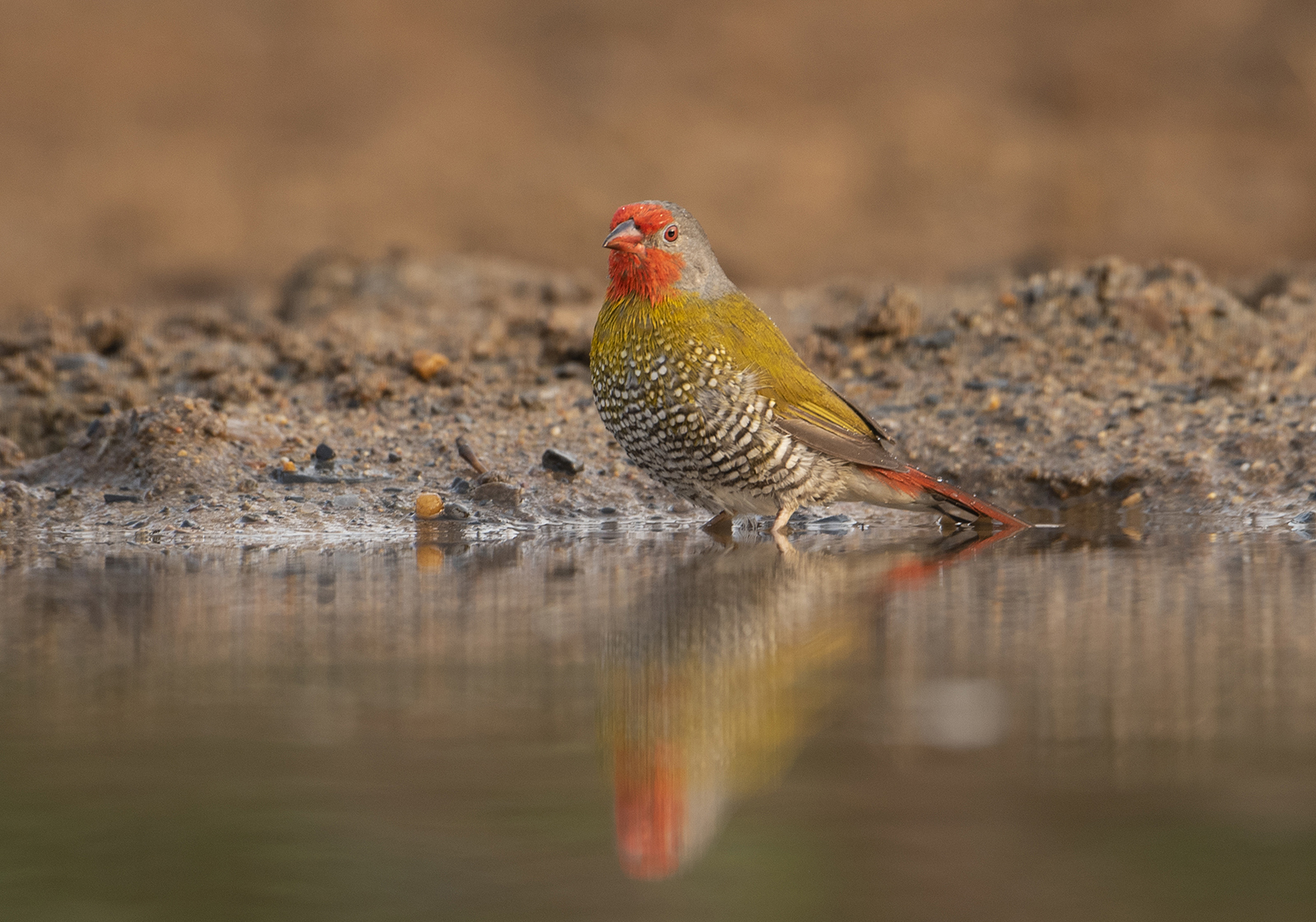 Greenwinged Pytilia At The Waterhole by Patricia Vice