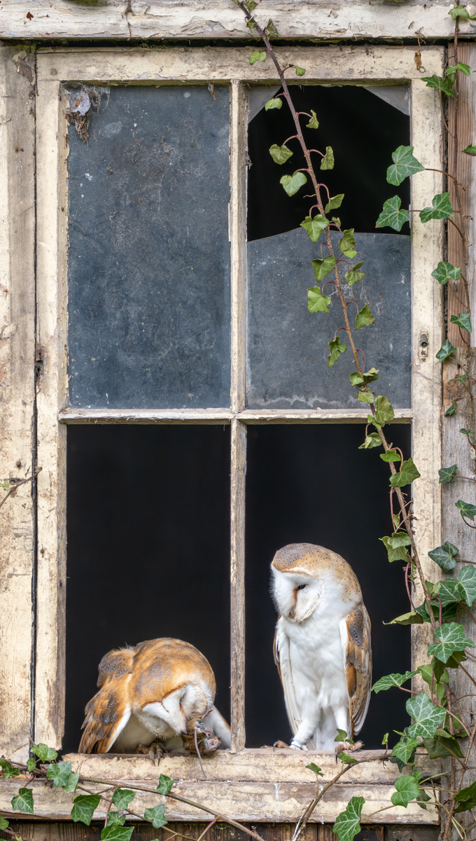 Highly Commended in Nature Digital - Owl Pair Feeding by Bill Breckenridge