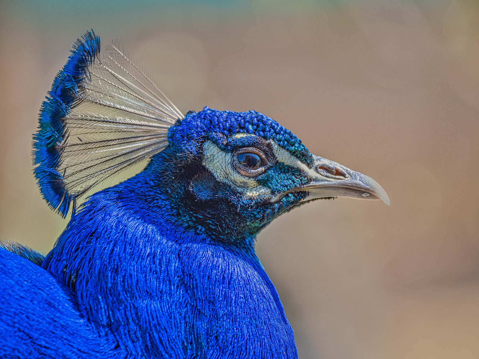 Male Peacock by Stuart Cahill