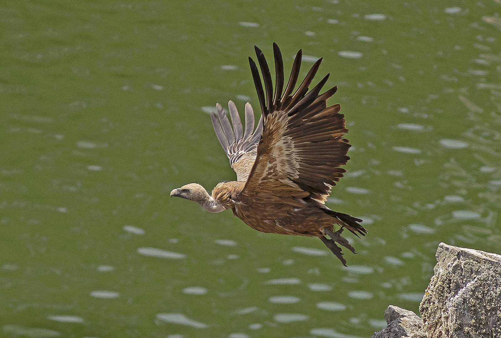 Griffon Vulture Take Off by Brian Clark — Score: 18 pts