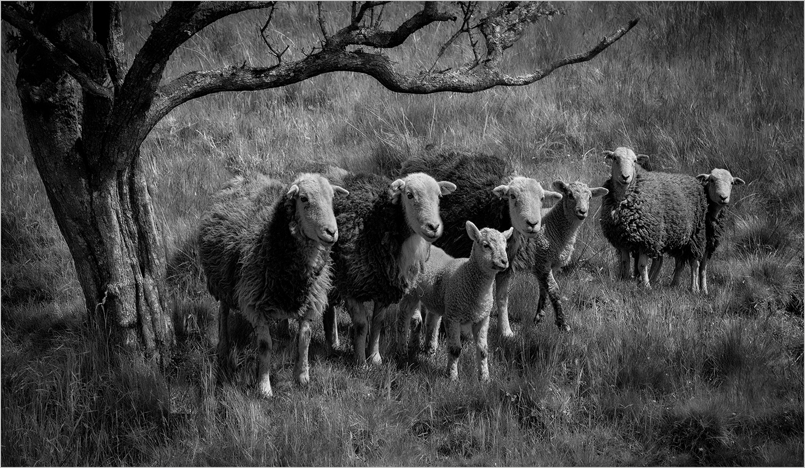 Herdwicks On Lambrigg Fell by Sheila Giles — Score: 18 pts