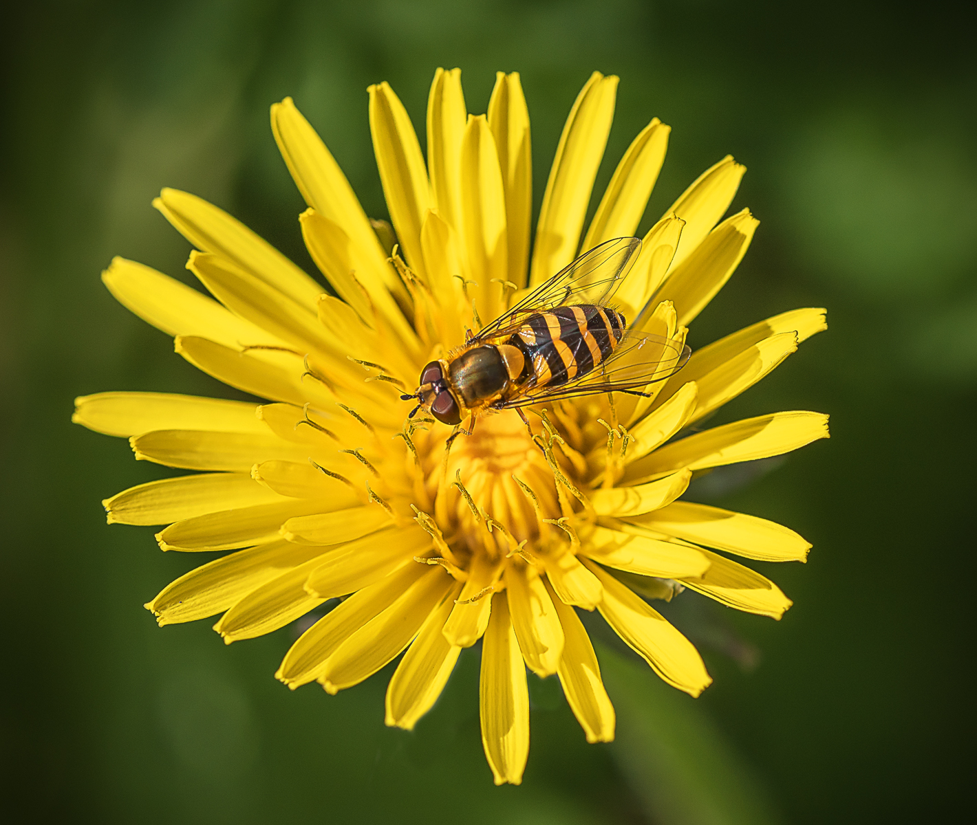 Hoverfly On Dandelion by Simon Ray