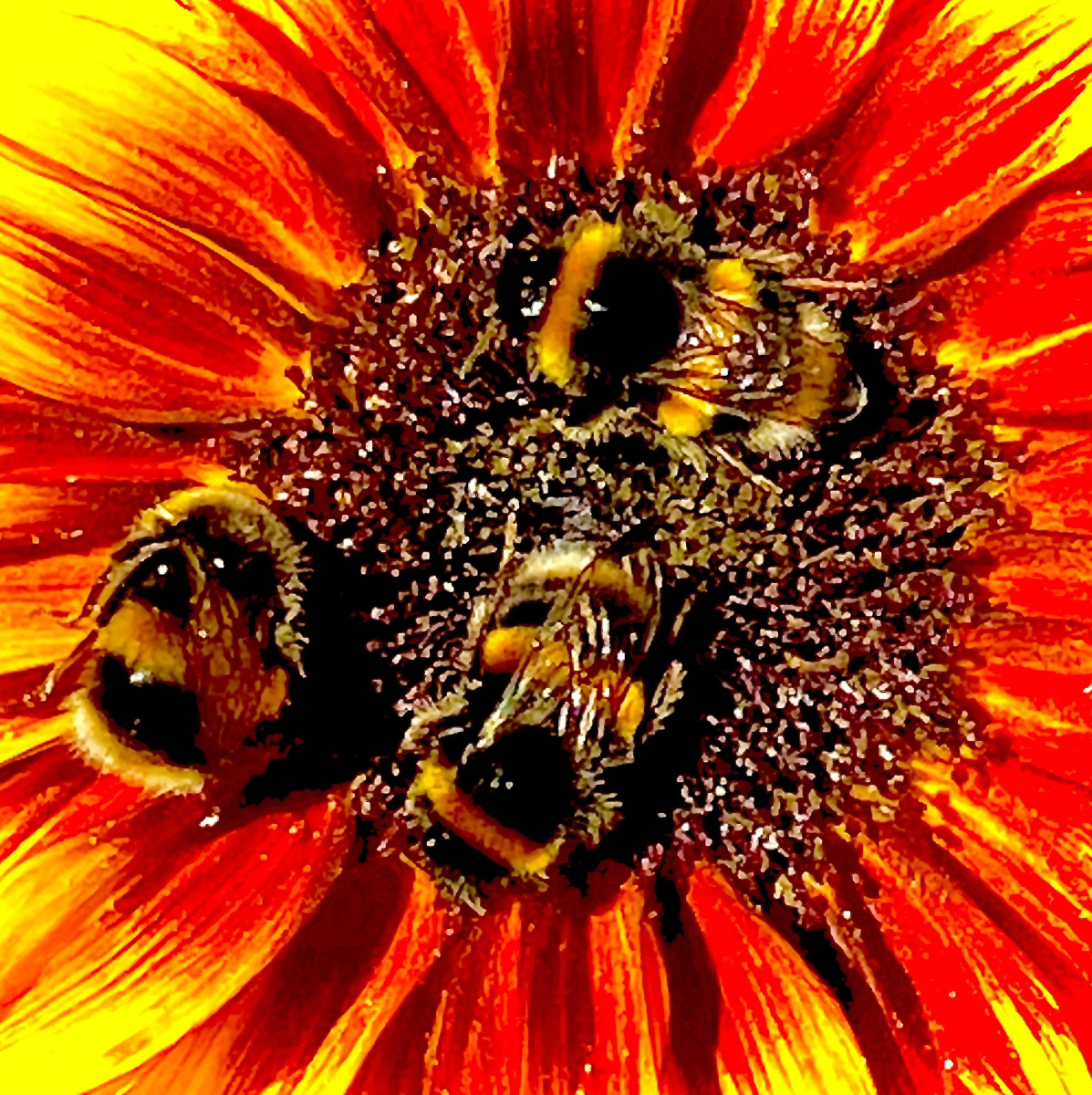 Bees On A Sunflower by Anne Young — Score: 15 pts