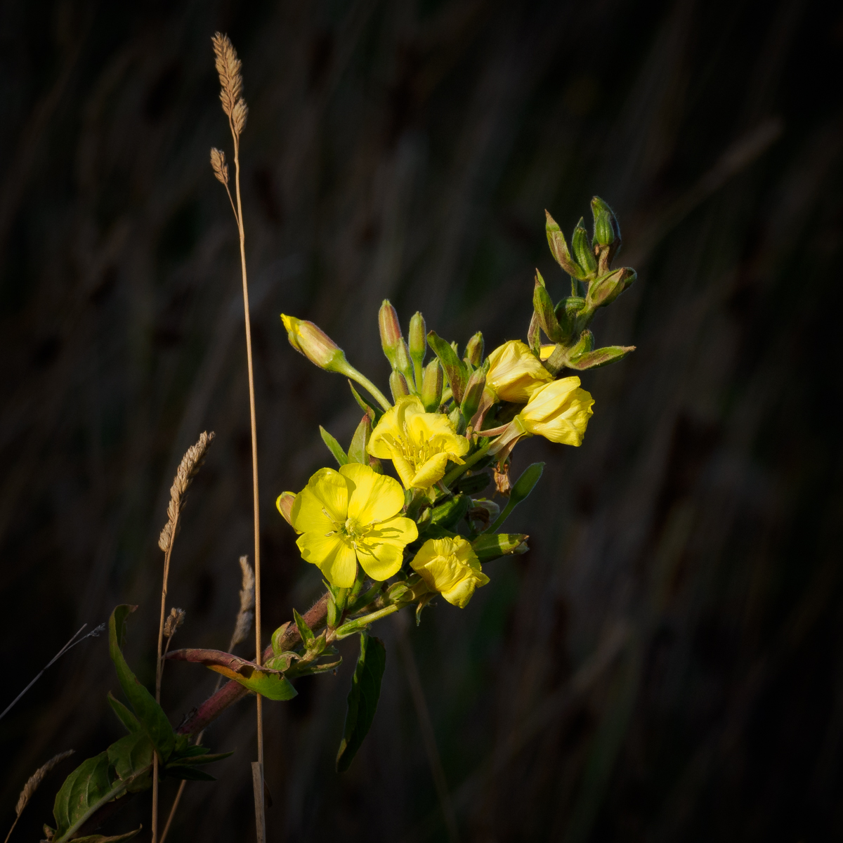 Evening Sun On Yellow Loosestrife by Clive McDonald — Score: 16 pts