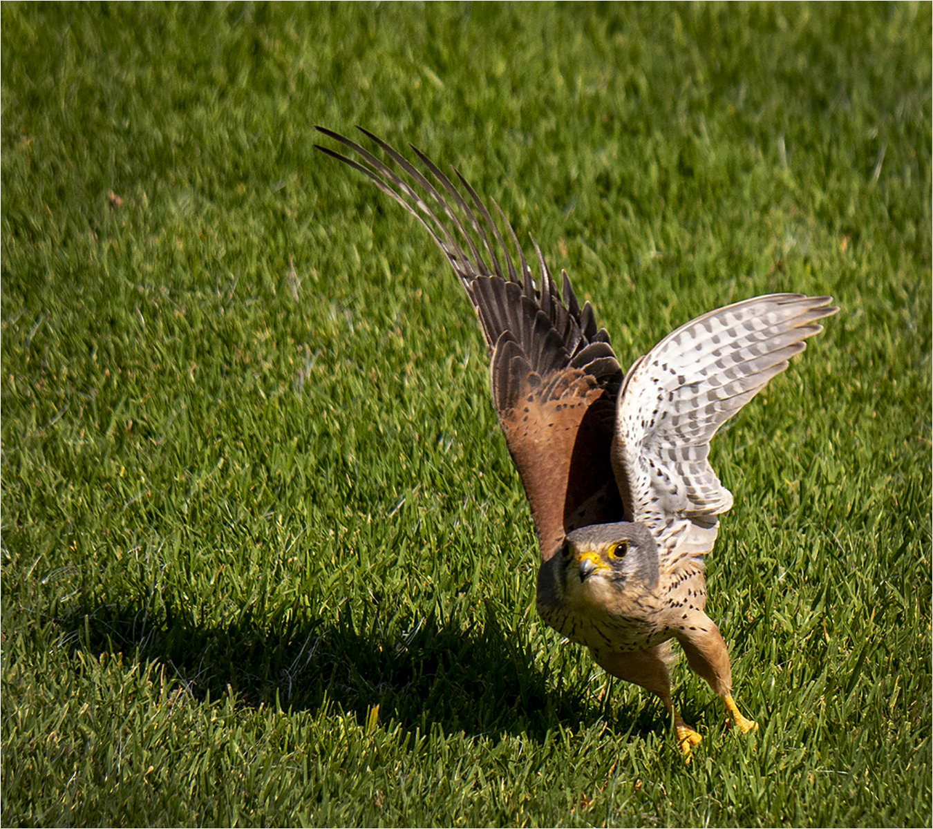 Kestrel Taking Off by Andy Ogilvie — Score: 17 pts
