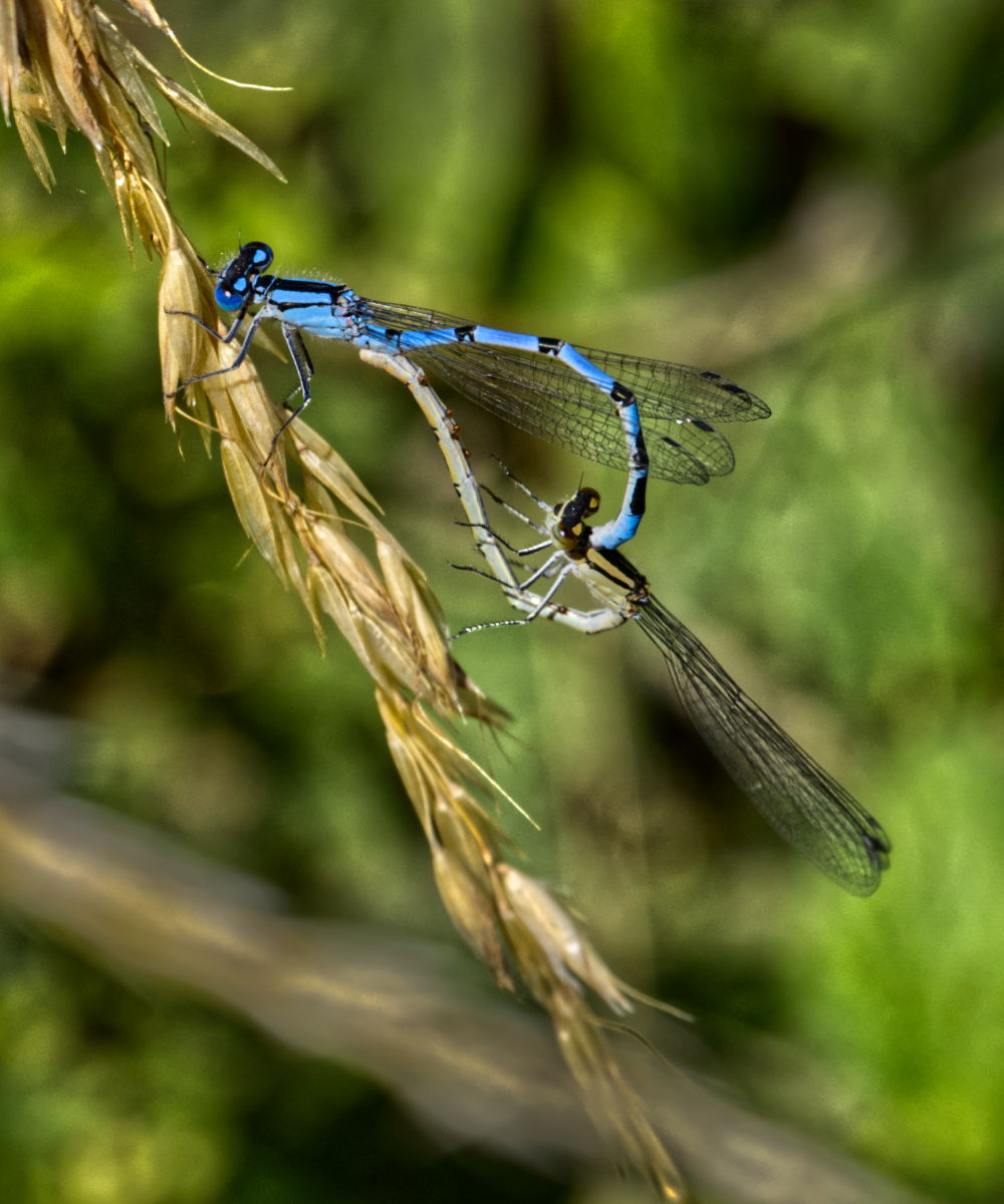 Damsel Pair by Pete Dugan
