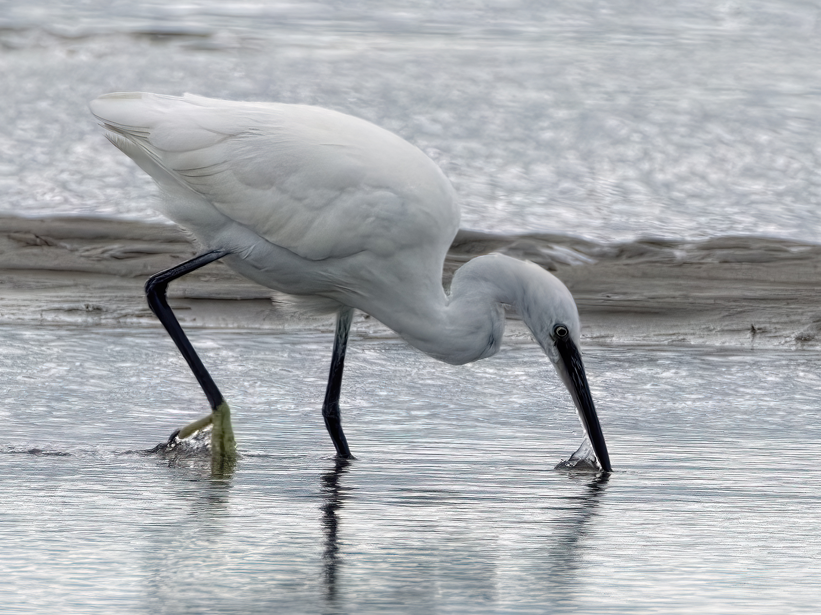 Little Egret Hunting by Tim Amphlett — Score: 16 pts