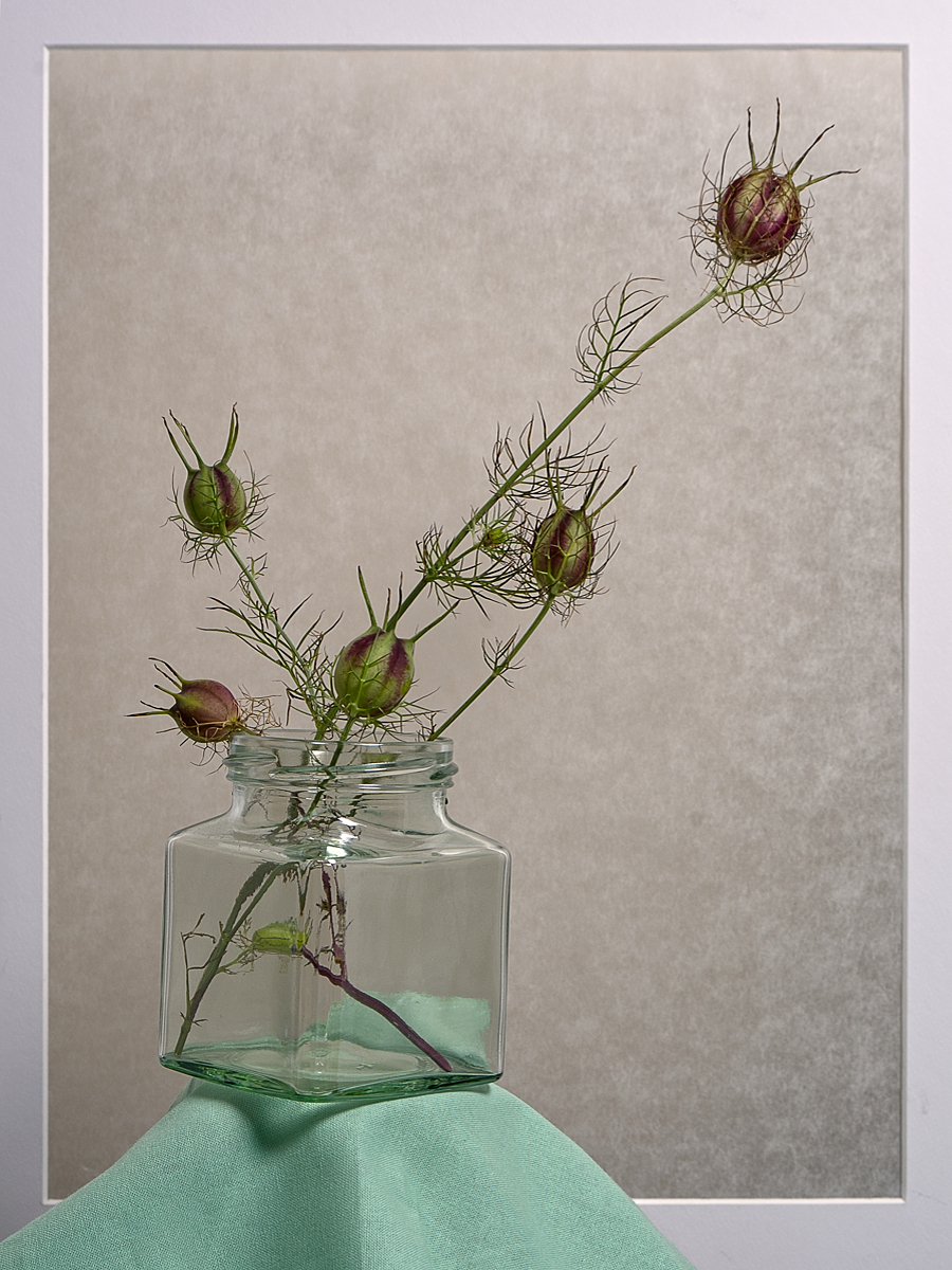 Corn Flower Seed Heads by David Foreman — Score: 17 pts
