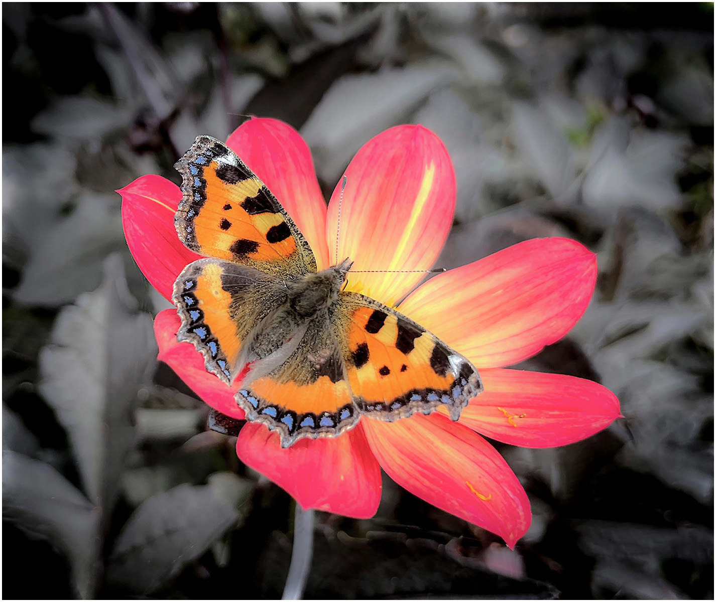 Small Tortoiseshell On Dahlia by Peter Parnell — Score: 20 pts