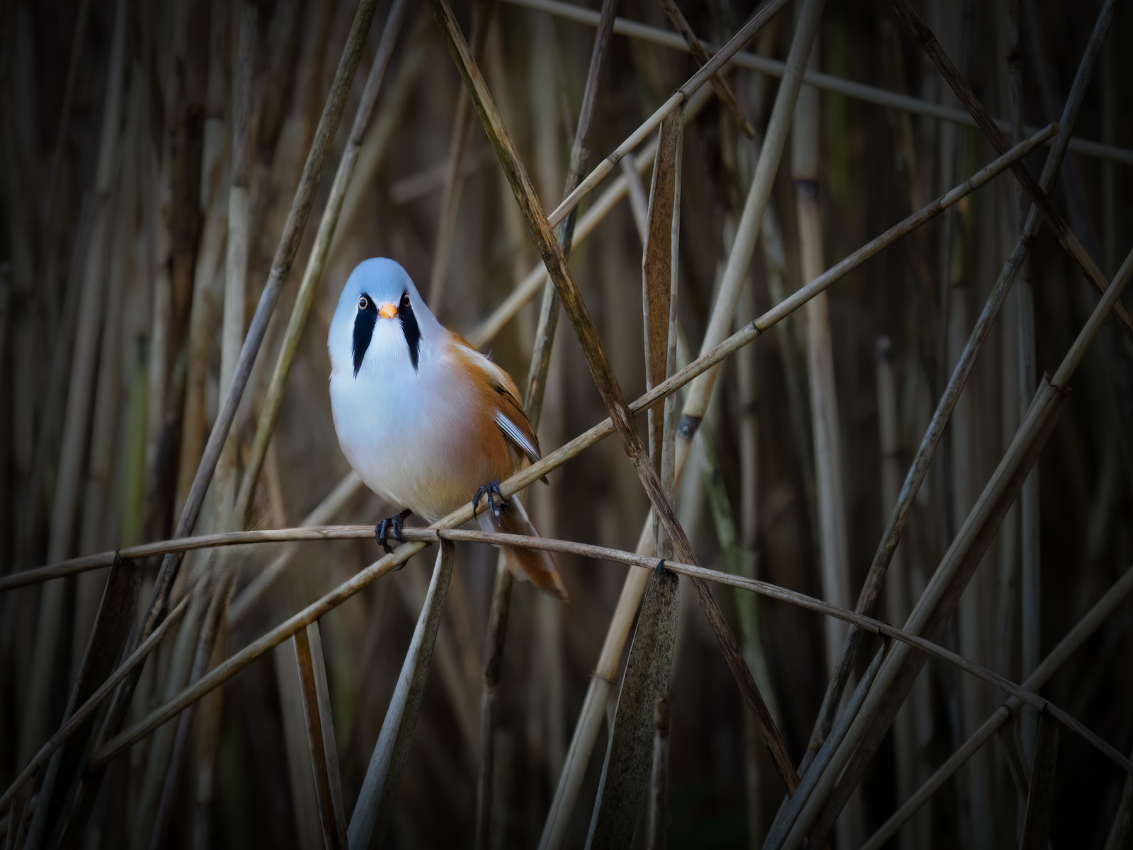 Leighton Moss Male Bearded Reedling by Bill Breckenridge — Score: 18 pts