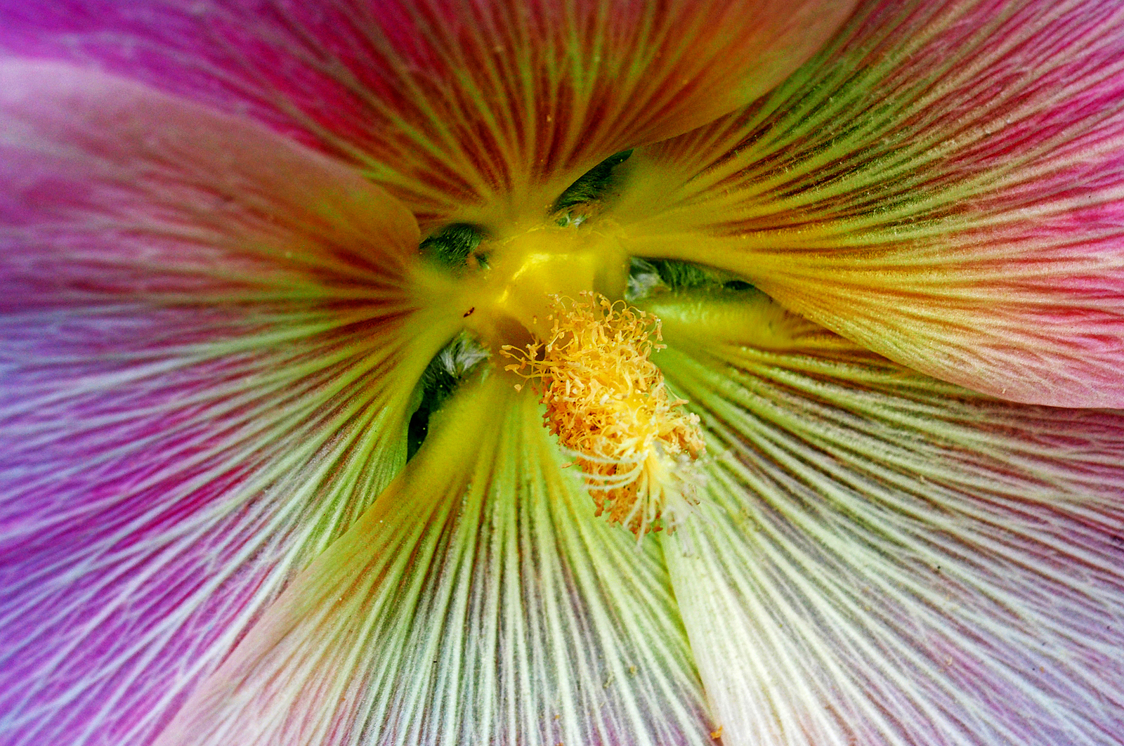 Hollyhock Alcea Detail by Mike Stanley — Score: 19 pts