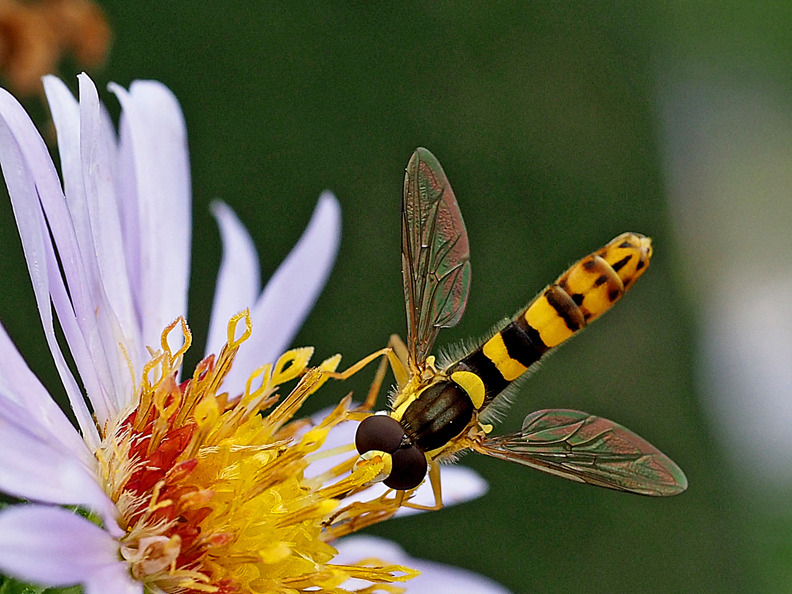 Long Male Hoverfly by Mike Stanley — Score: 18 pts