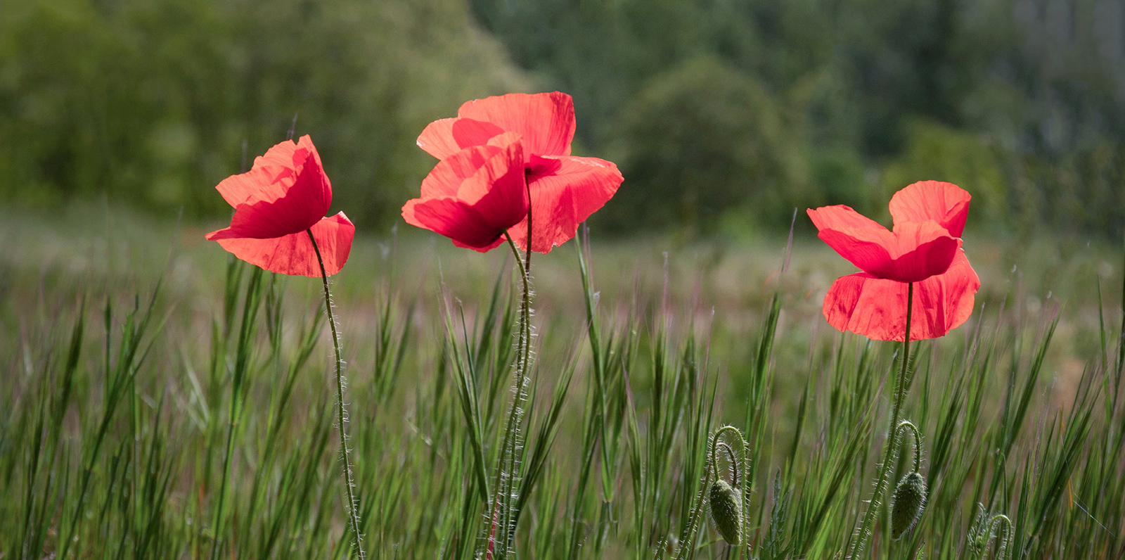 Lombardy Poppies by David Broughton — Score: 17 pts