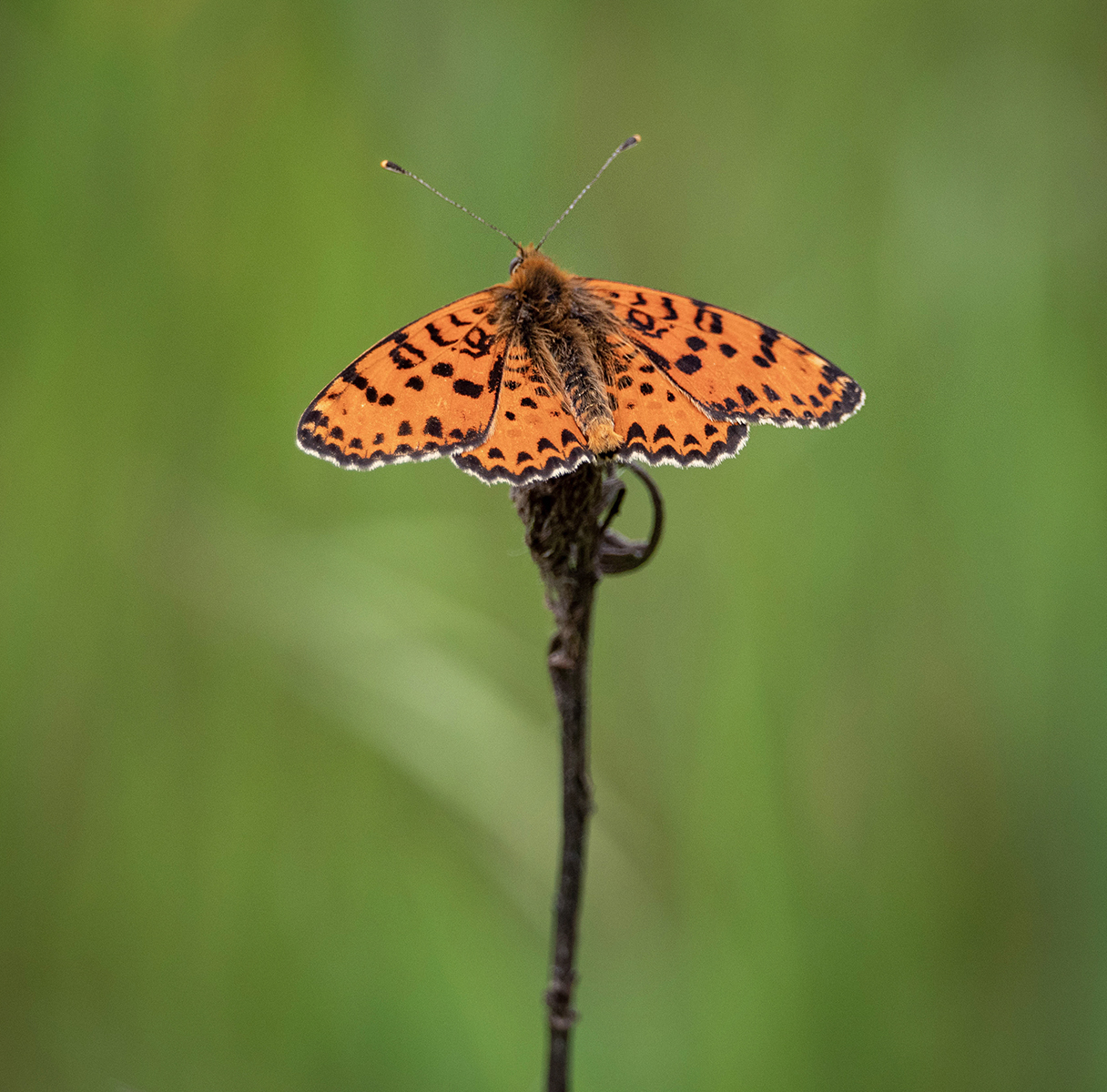 Spotted Fritillary by David Broughton — Score: 17 pts