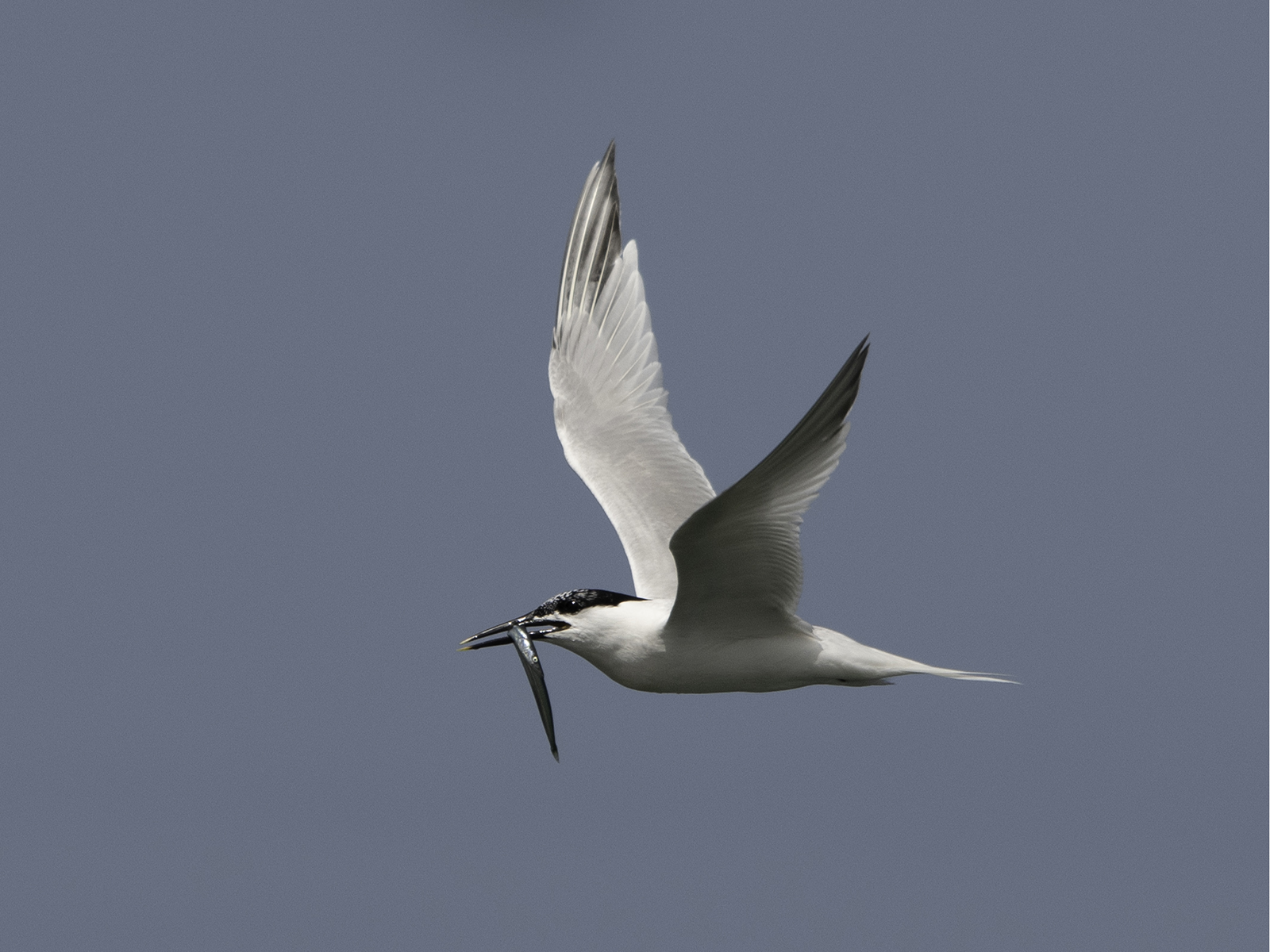 Sandwich Tern by Anthony Hull